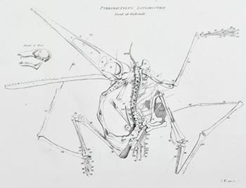 Collini pterosaur
